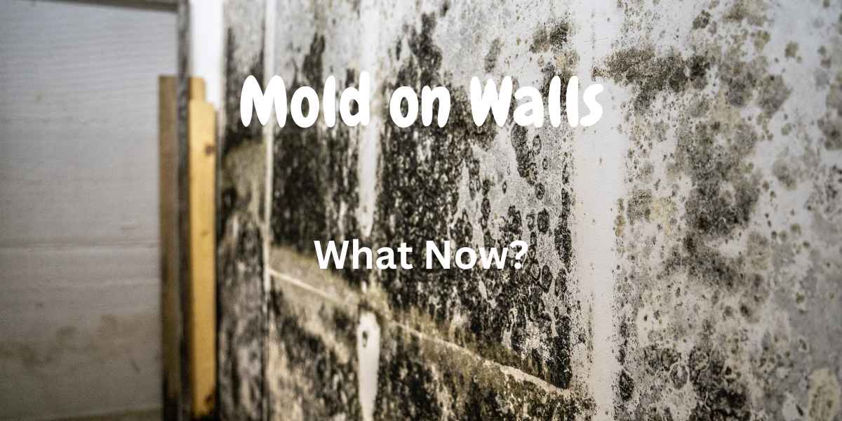 Mold on Your Walls? Here's How to Get Rid of it For Good! | KDS Homebuyers
